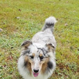 Shetland Sheepdog Puppies from Hope's Heart Shelties