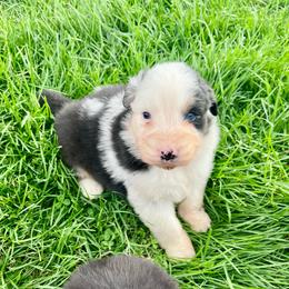 Toblerone - Blue merle male Australian Shepherd puppy in Kentland, Indiana from Pine Grove Aussies