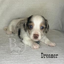 Dreamer - Dapple male Dachshund puppy in Lexington, Oklahoma from BooneDox Miniature Dachshunds
