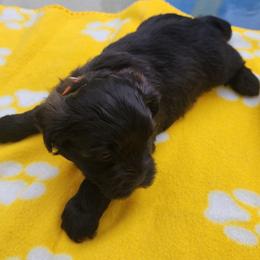 Orange collar - Black and white male Shichon puppy in Imperial, Missouri from Shichon Teddybear  puppies of Miss
