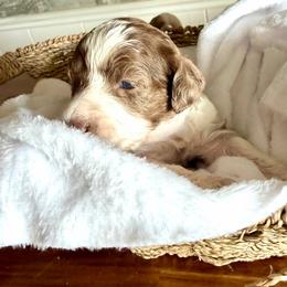 Merle boy 3 - Merle male Double Doodle puppy in Yoakum, Texas from The Scott’s Dood Ranch