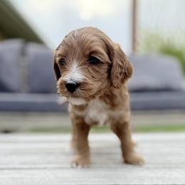 Stella (Orange collar) - Apricot female Goldendoodle puppy in Twin Falls, Idaho from Magic Valley Family Doodles