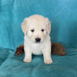 Piper - Light golden female Golden Retriever puppy in Ennis, Texas from Amberidge Golden Retrievers