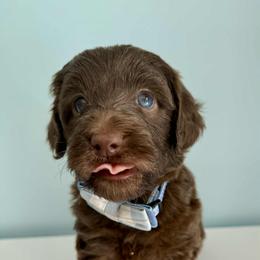 Aussiedoodle and Labradoodle Puppies from Doodles on Duty