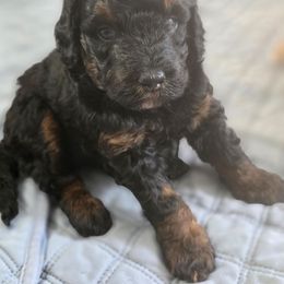 Ginger - Tri-color female Bernedoodle puppy in Massanutten, Virginia from Doting Doodles