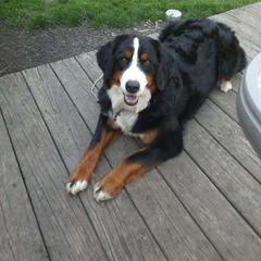 Montana - Bernese Mountain Dog