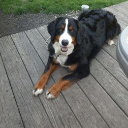 Montana - Bernese Mountain Dog