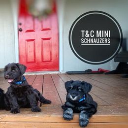 Miniature Schnauzers from T & C Mini Schnauzers