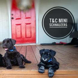 Miniature Schnauzers from T & C Mini Schnauzers