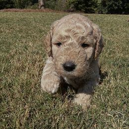 Hunter - Cream male Goldendoodle puppy in Winston, Georgia from Grandview Goldendoodles