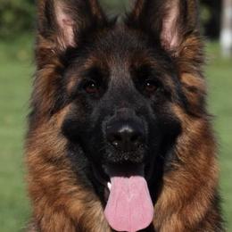 Nadusha - German Shepherd