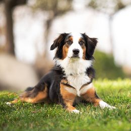 English Shepherd All Grown Up from Mondurles English Shepherds