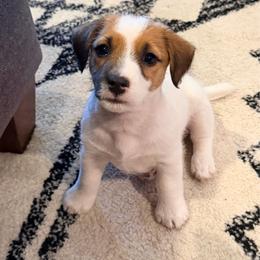 Arlo - White and tan male Russell Terrier puppy in Valley Mills, Texas from Bar Rafter C Shorty Jacks