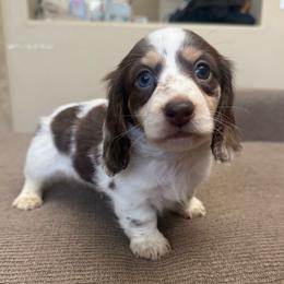 Truffles - Chocolate and cream male Dachshund puppy in Menifee, California from TeenieWeenieDoxies