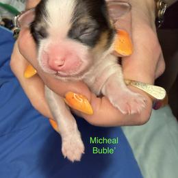 Micheal Buble' - Black and white male Havanese puppy in Provo, Utah from New Canyon Havanese & Coton Puppies
