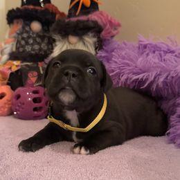 Yellow Boy - Brindle and white male Staffordshire Bull Terrier puppy in Phoenix, Arizona from Volstock Staffordshire Bull Terriers