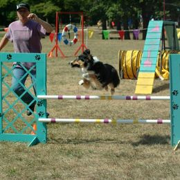 Miniature Australian Shepherds from Midnitestar Aussies and Training