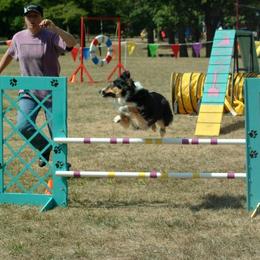 Miniature Australian Shepherds from Midnitestar Aussies and Training