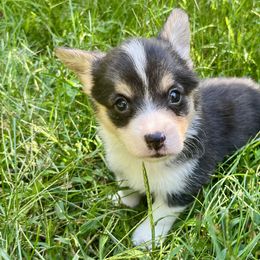 Girl 2 - Black and tan female Pembroke Welsh Corgi puppy in Thornton, New Hampshire from Dinger’s Dogs