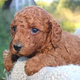 Gary- AKC Male Mini Poodle- Stokesdale, NC - Red  male Poodle puppy in Stokesdale, North Carolina from His and Hers Poodles and Doodles