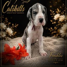 Freckles - Mantle merle male Great Dane puppy in Liberty, New York from Catskills Greatest Danes