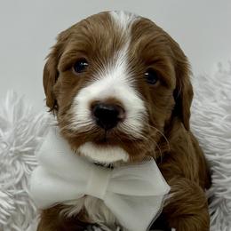 White Male - Apricot male Goldendoodle puppy in Great Falls, Montana from Montana Goldendoodles