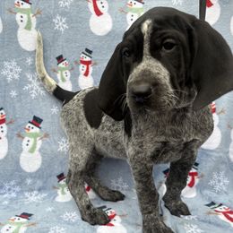Darla - Blue ticked female Bluetick Coonhound puppy in Mount Pleasant, Texas from Harmons Hounds
