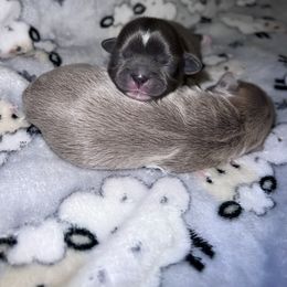 Shih Tzu Puppies from P&B Tzu Tribe