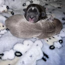 Shih Tzu Puppies from P&B Tzu Tribe