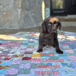 Boogie - Chocolate male Labrador Retriever puppy in Rogue River, Oregon from PNW Labradors
