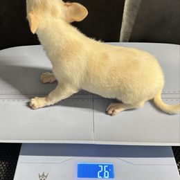 Nitro - Cream and white male Chihuahua puppy in Palmyra, Indiana from Country Star Chihuahuas