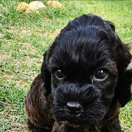Venus - Sable female Cockapoo puppy in Indiahoma, Oklahoma from Phamily Doodles