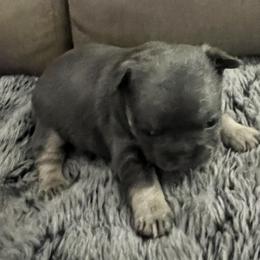 Bullmastiff and French Bulldog Puppies from Fernandes’ Guardians Bullmastiff