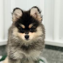 Rye - Black and white male Pomsky puppy in Centerville, Iowa from LJ Kennels Pomskies, LLC