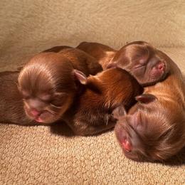 Coco - Chocolate female Shih Tzu puppy in Detroit, Michigan from Friends4everkennel LLC