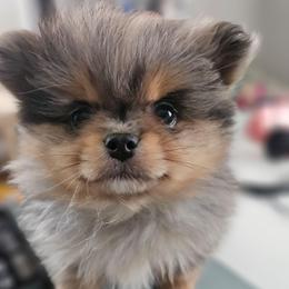 Boy - Blue merle male Pomeranian puppy in Monroe, New York from NY Snow Poms