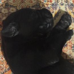 Boy 4 - Black male Labrador Retriever puppy in Centreville, Maryland from Barbihaus Kennels