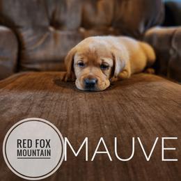 MAUVE - Yellow female Labrador Retriever puppy in Robesonia, Pennsylvania from Red Fox Mountain