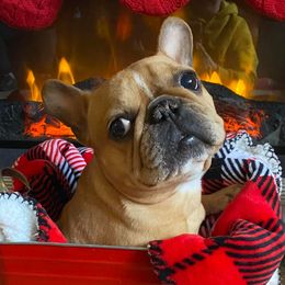 French Bulldogs from Porterhouse Frenchies