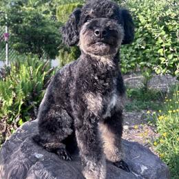 Bernedoodle, Cavapoo, and Poodle All Grown Up from Kelly Brooks