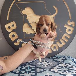 Grey Collar - Mahogany and white female Basset Hound puppy in Alton, Illinois from Show Me Great Danes and Basset Hounds