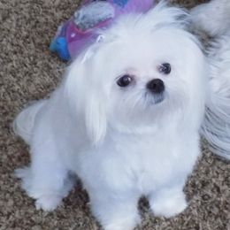 Molly - Maltese