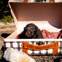 Cinder - Brown female Poodle puppy in Spring Branch, Texas from Mezzo Poodles