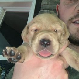 Labrador Retriever Puppies from County Line Gun Dogs