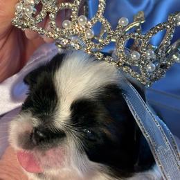 Girl3Duchess - Red and white female Shih Tzu puppy in Madras, Oregon from Maridee’s ShihTzu
