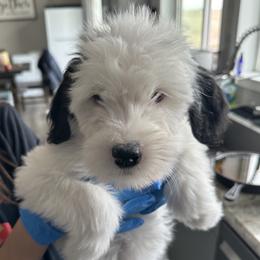 Sheepadoodle puppies from Kings Doodles