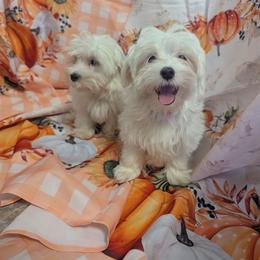 Happy Girl - White female Maltese puppy in Las Vegas, Nevada from Puppy Van