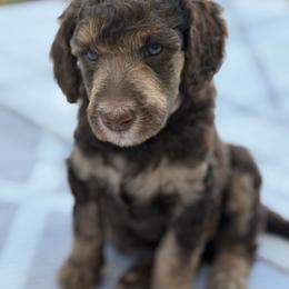 Rowan - Phantom male Poodle puppy in La Belle, Florida from Shieldwall Kennels