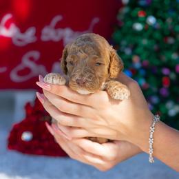 Simba - Apricot male Poodle puppy in Fort Myers, Florida from Blossom Paws