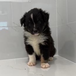Milk Dud - Black tri male Miniature Australian Shepherd puppy in Baker, Florida from East to Western Aussies